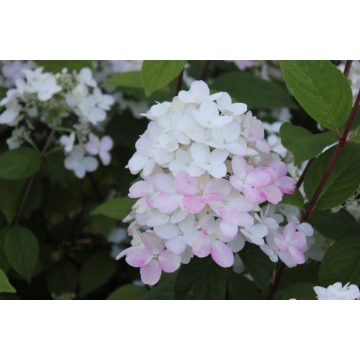 Hydrangea paniculata Sunday Fraise - Bugás hortenzia