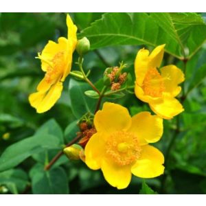 Hypericum Hidcote - Orbáncfű