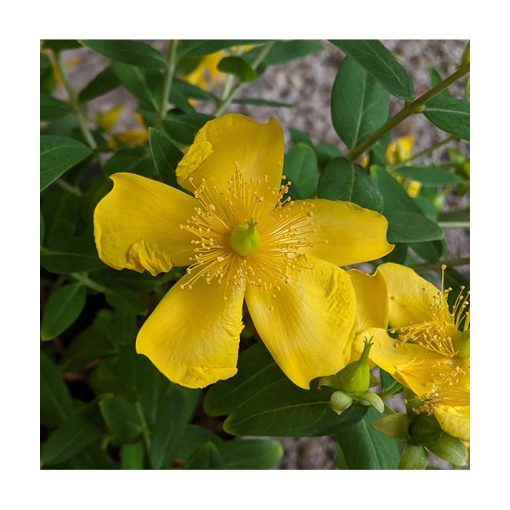 Hypericum lancasteri - Orbáncfű