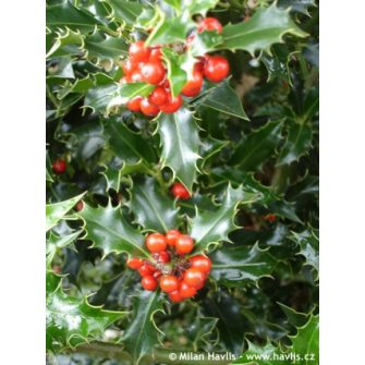 Magyal (Ilex)