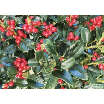 Magyal (Ilex)