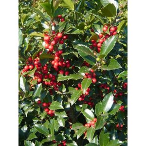 Ilex meserveae Heckenfee - Magyal