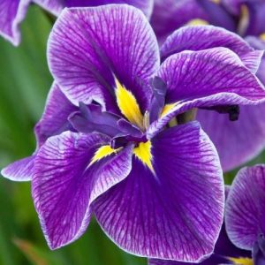 Iris ensata Katy Mendez - Japán nőszirom