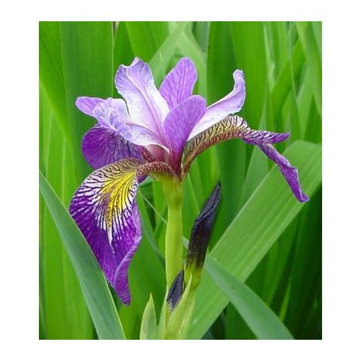 Iris pseudacorus Holdens Child - Sárga nőszirom