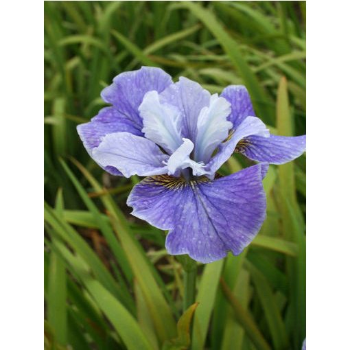 Iris sibirica Blaue Milchstrasse - Szibériai írisz