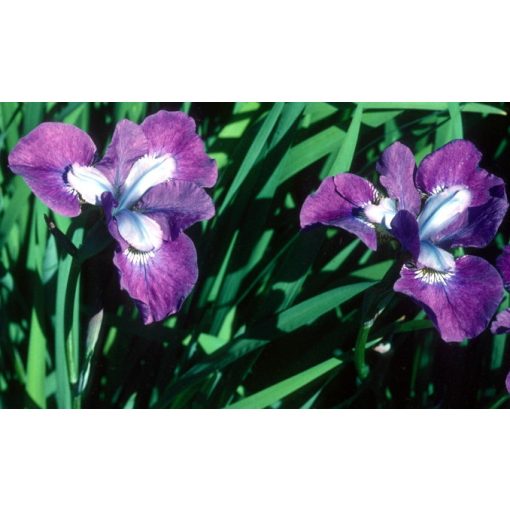 Iris sibirica Contrast in Styles - Szibériai írisz