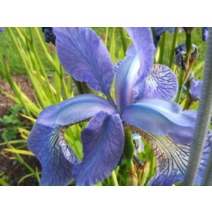 Iris sibirica Frans Gold - Szibériai írisz