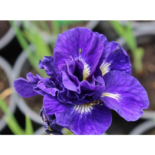 Iris sibirica Kabluey - Szibériai írisz