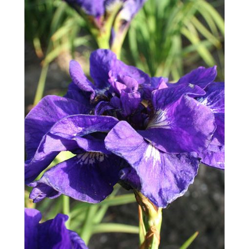 Iris sibirica Kaboom - Szibériai írisz