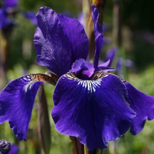 Iris sibirica Niklassee - Szibériai írisz