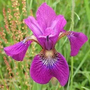 Iris sibirica Omars Cup - Szibériai írisz