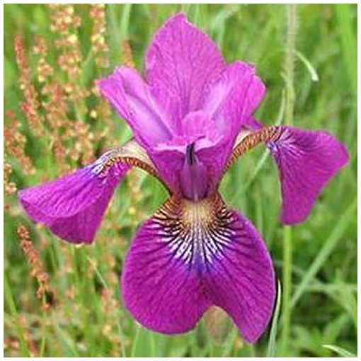 Iris sibirica Omars Cup - Szibériai írisz