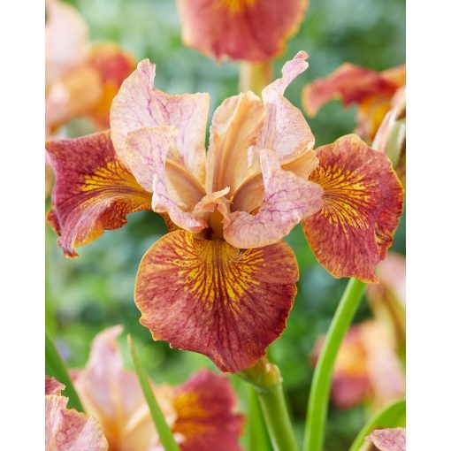Iris sibirica Paprikash - Szibériai írisz