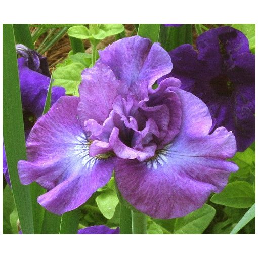 Iris sibirica Rosy Bows - Szibériai írisz