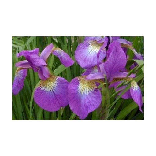 Iris sibirica Towanda Red Flaire - Szibériai írisz