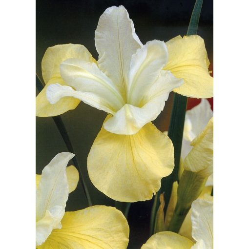 Iris sibirica Welfenfurstin - Szibériai írisz