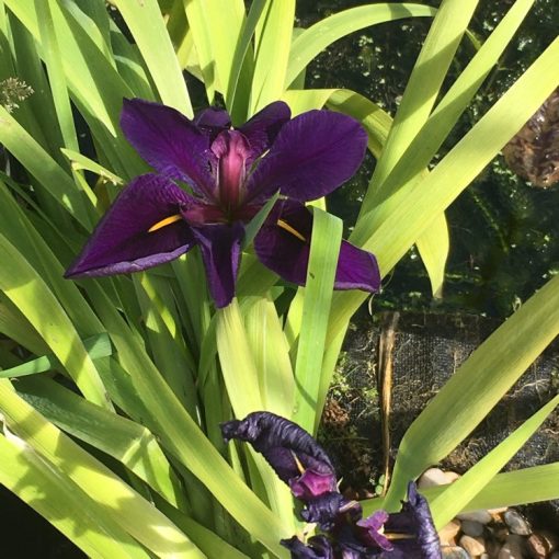 Iris versicolor Dark Aura - Foltos nőszirom