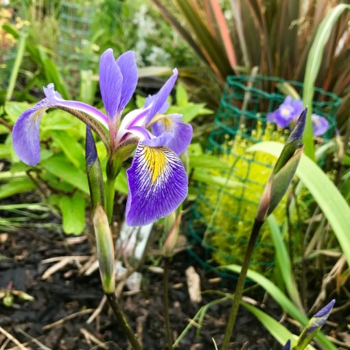 Iris versicolor Gerald Darby - Foltos nőszirom