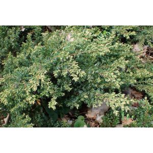 Juniperus chinensis Repanda - Kínai boróka