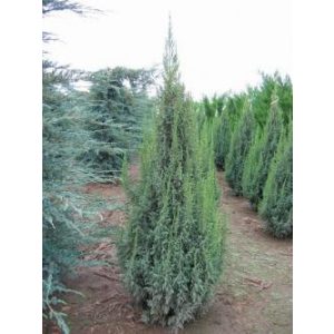 Juniperus pingii Loderi - Törpe himalájai boróka