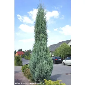 Juniperus scopulorum Blue Arrow - Kék oszlopos boróka