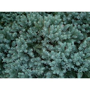 Juniperus squamata Blue Star - Törpe boróka