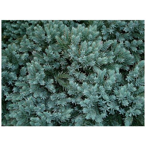 Juniperus squamata Blue Star - Törpe boróka