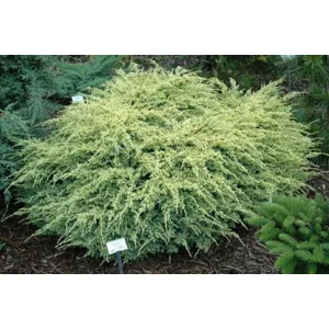 Juniperus squamata Dream Joy - Törpe boróka