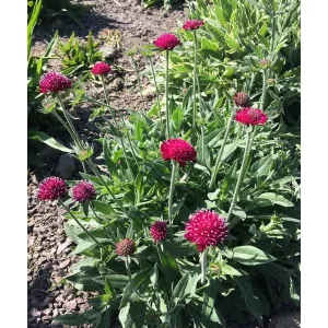 Knautia macedonica Green Lightning - Macedón varfű