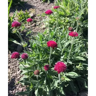 Varfű (Knautia)
