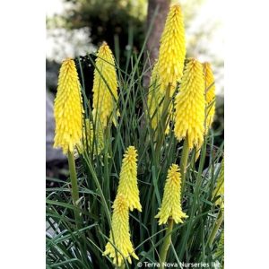 Kniphofia Poco Yellow - Fáklyaliliom