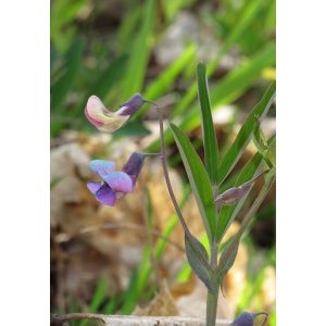 Lathyrus linifolius - Hegyi lednek