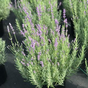   Lavandula angustifolia Munstead Strain - Közönséges levendula