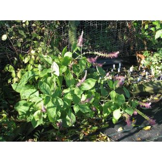 Japán cserjementa (Leucosceptrum)