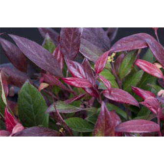 Fürtöshanga  (Leucothoe)