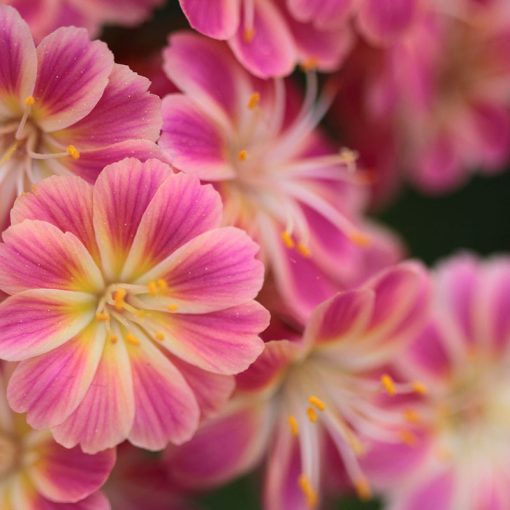 Lewisia cotyledon Regenbogen - Változékony dohánygyökér