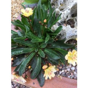   Lewisia longipetala Little Mango - Változékony dohánygyökér