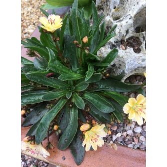Változékony dohánygyökér  (Lewisia)