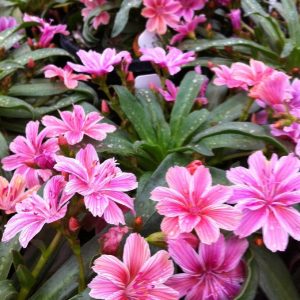   Lewisia longipetala Little Plum - Változékony dohánygyökér