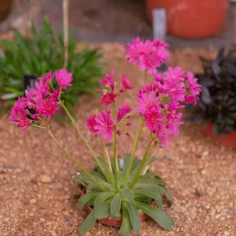 Változékony dohánygyökér  (Lewisia)