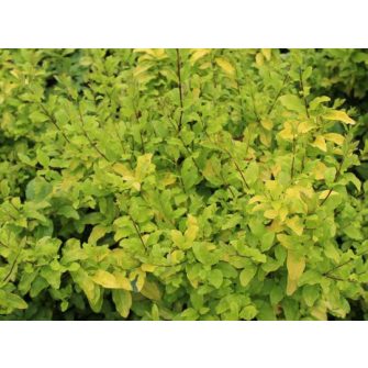 Fagyal (Ligustrum)