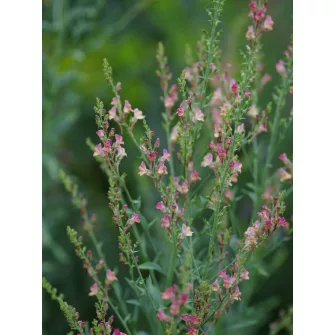 Gyújtoványfű (Linaria)