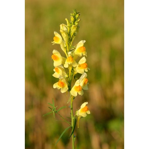 Linaria vulgaris - Közönséges gyújtoványfű