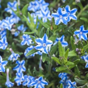 Lithodora diffusa Star - Kőmagcserje