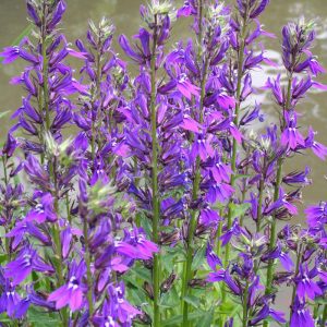 Lobelia gerardii Vedrariensis - Lobélia