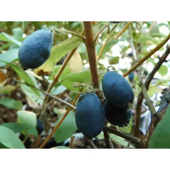 Lonc (Lonicera)