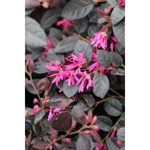 Loropetalum chinense Fire Dance - Kínai rojtosvirág