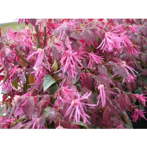 Loropetalum chinense Pipas Red - Kínai rojtosvirág