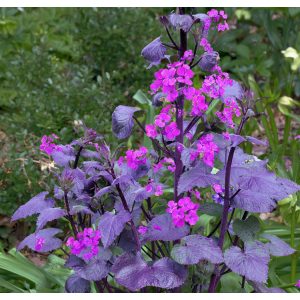 Lunaria annua Chedglow - Kerti holdviola