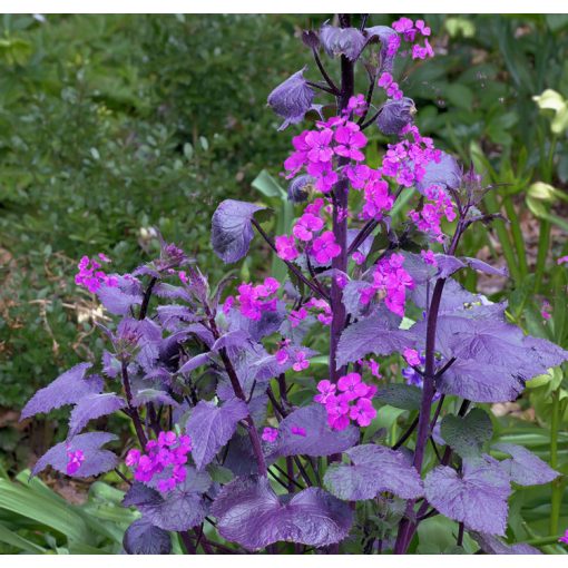 Lunaria annua Chedglow - Kerti holdviola